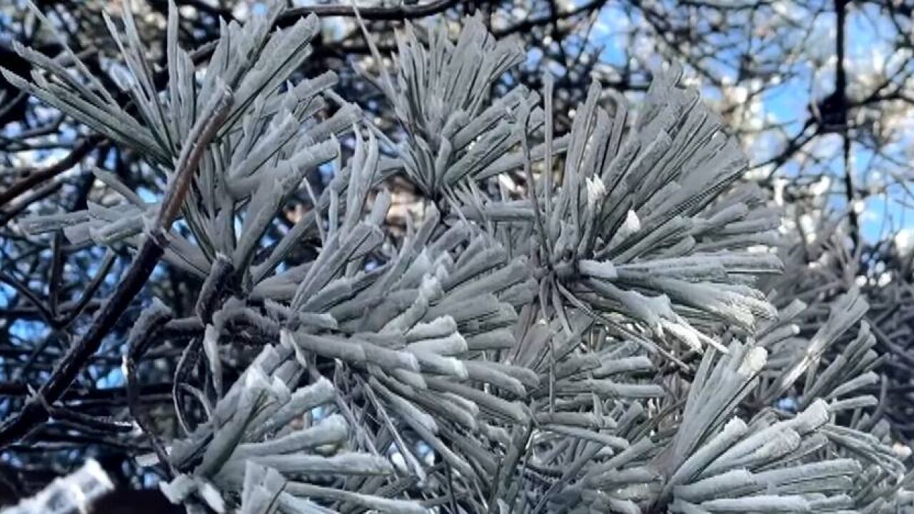 晶莹剔透千姿百态 邹城峄山雾凇奇观美如画