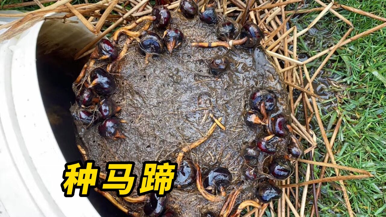 马蹄也能在家盆栽种植?最后的收获还真不少!