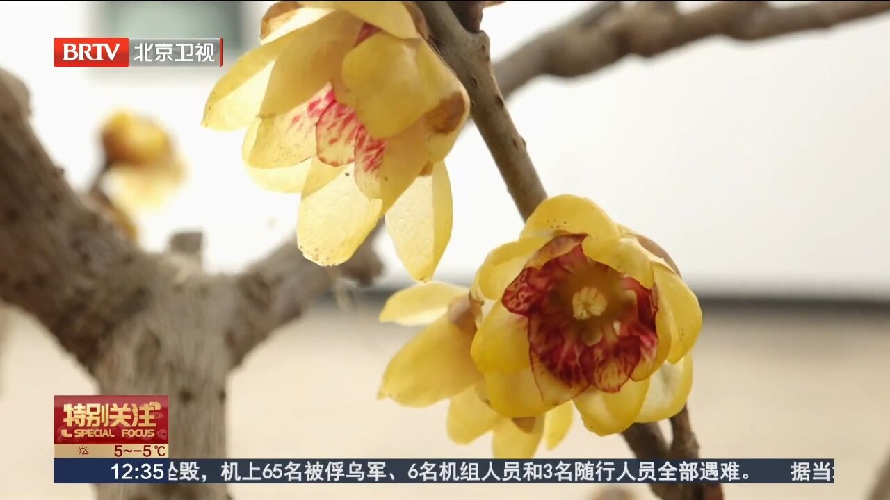 北京冬日好去处 12家分会场待你踏雪寻梅