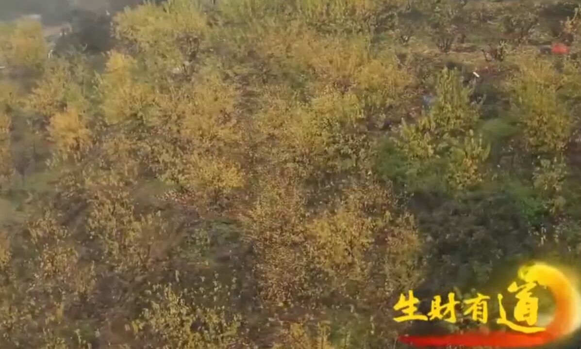 每到新春时节,腊梅就迎来销售旺季,为农户们带来财富