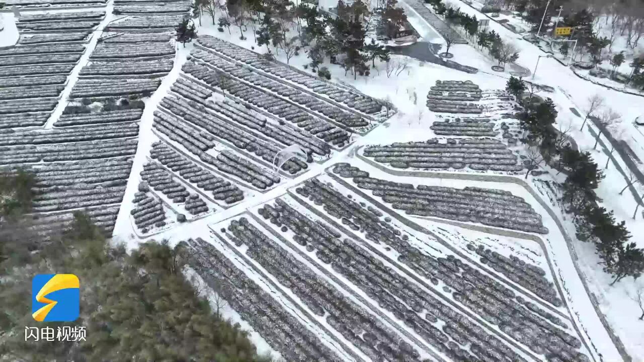 雪后日照岚山区 每一帧都是浪漫