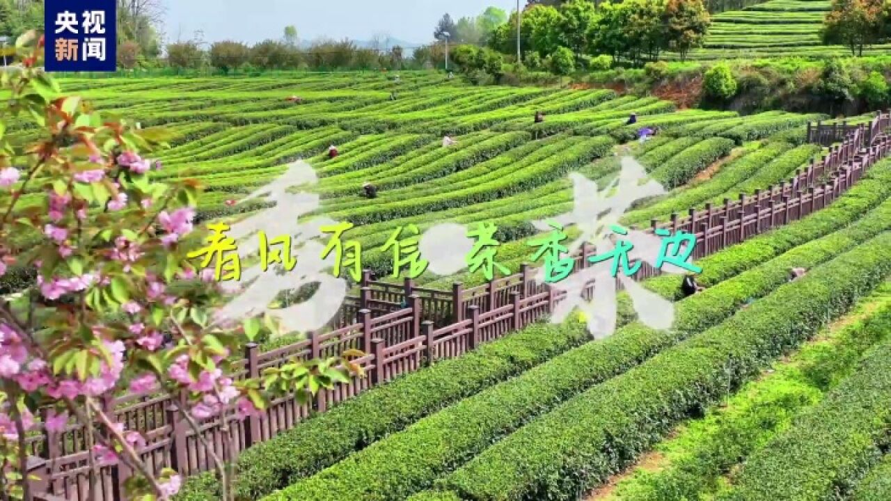 采~春~茶~啦~重庆这片茶山绿意拉满!