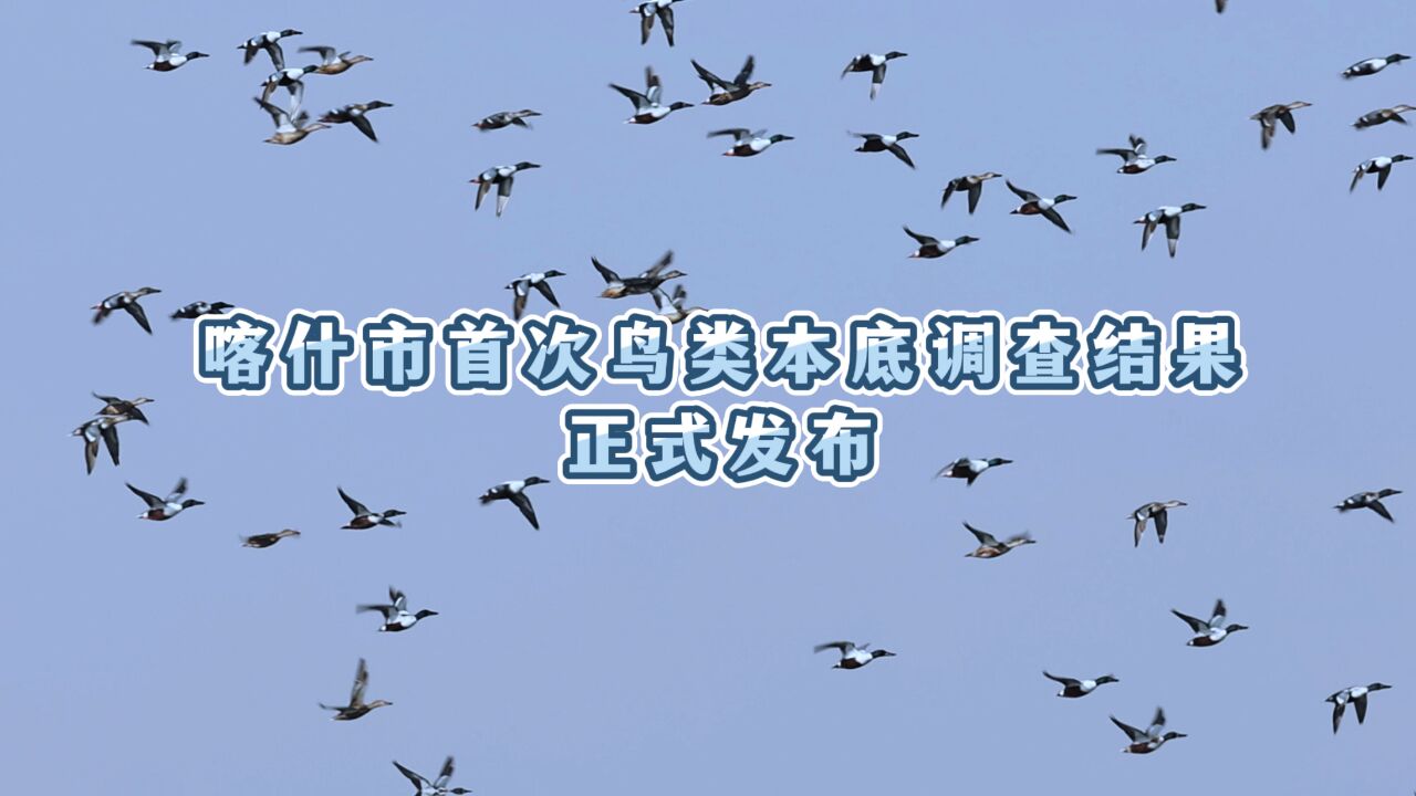 喀什市首次鸟类本底调查结果正式发布