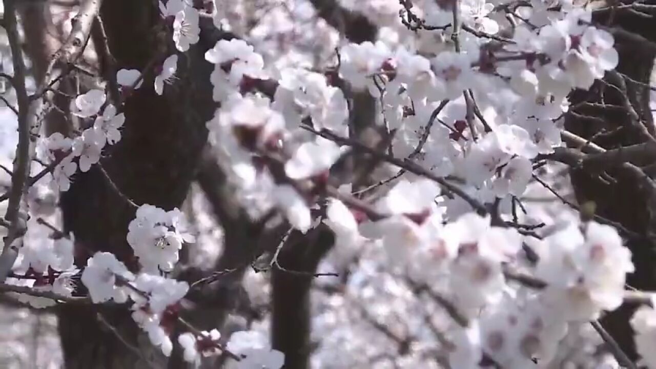 济宁市汶上县:莲花湖湿地公园春意正浓