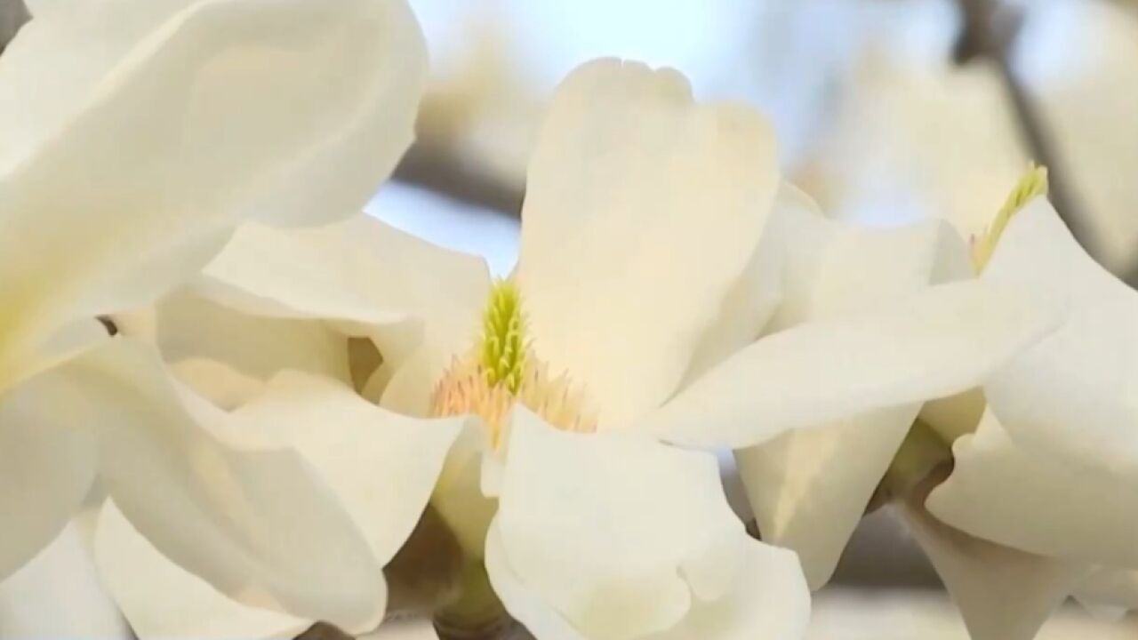 “忽如一夜春风来”!看春花盛开带来的春日氛围感