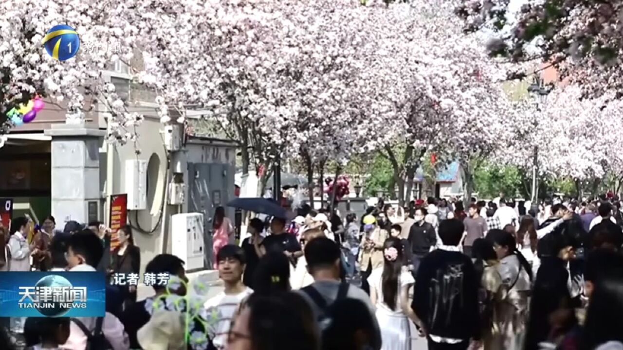 欢乐京津冀 文旅新体验:海棠花入影 盛放迎宾朋