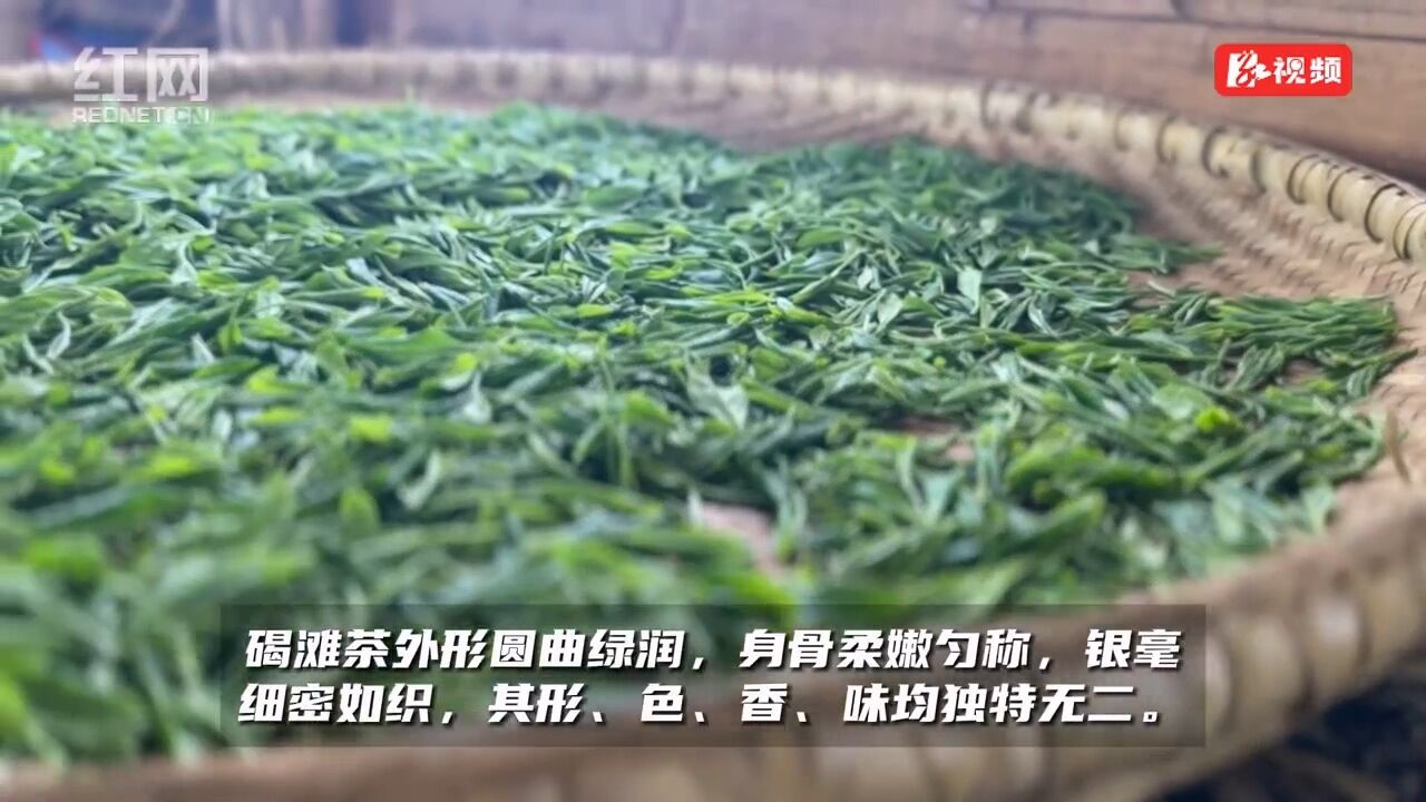 海峡两岸 向茶而行|穿越千年 共饮一杯茶