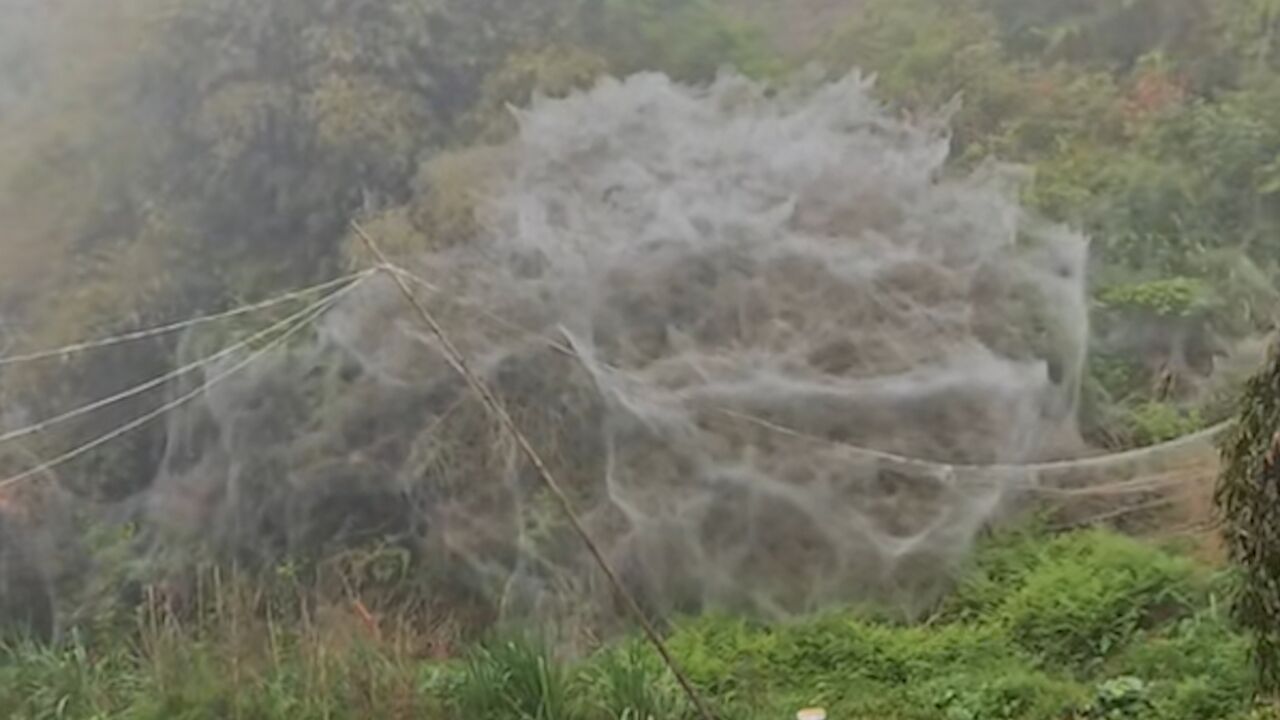 福建一地一夜现巨幅蜘蛛网 拍摄者:面积有三十多平米