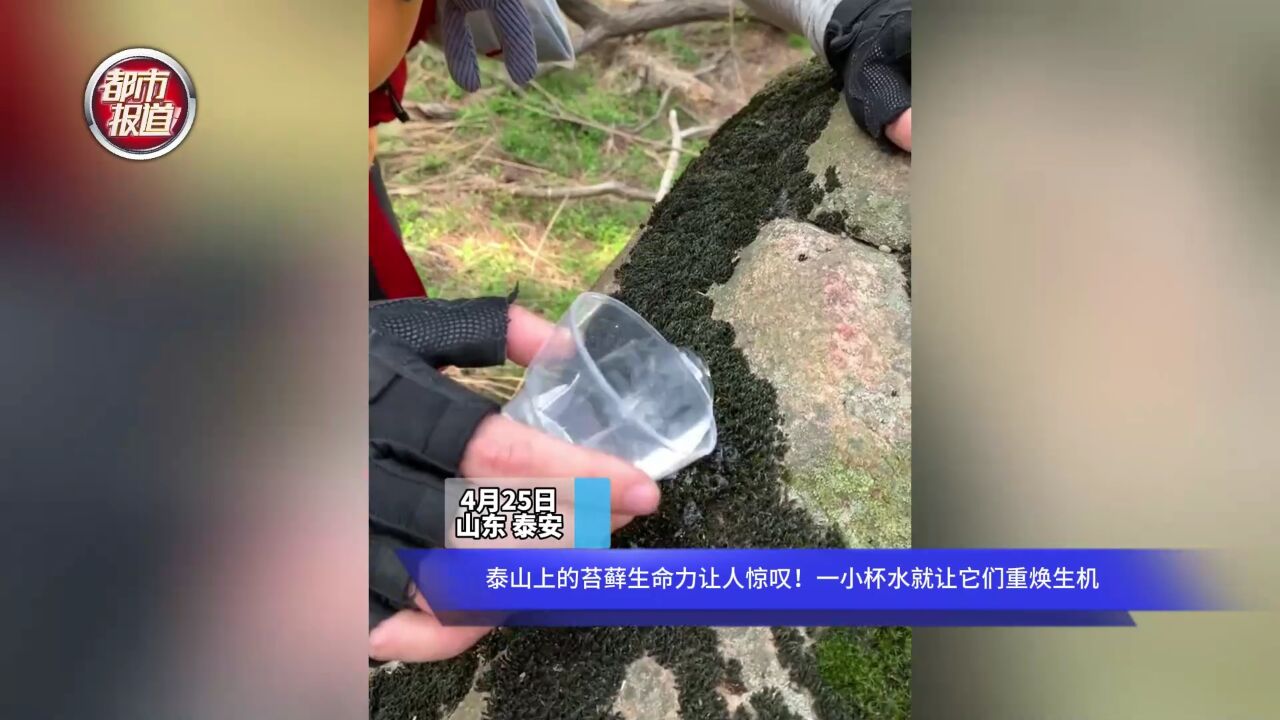 泰山上的苔藓生命力让人惊叹!一小杯水就让它们重焕生机