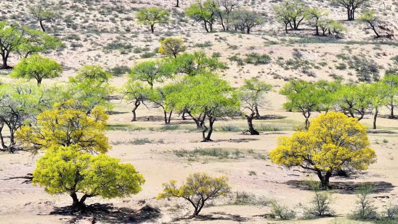 千城胜景|内蒙古赤峰:元宝枫迎来盛花期