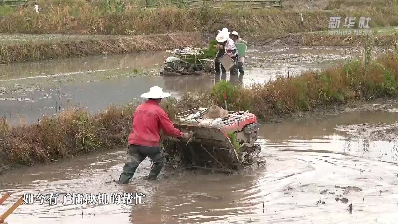 机械化插秧为夏种提速