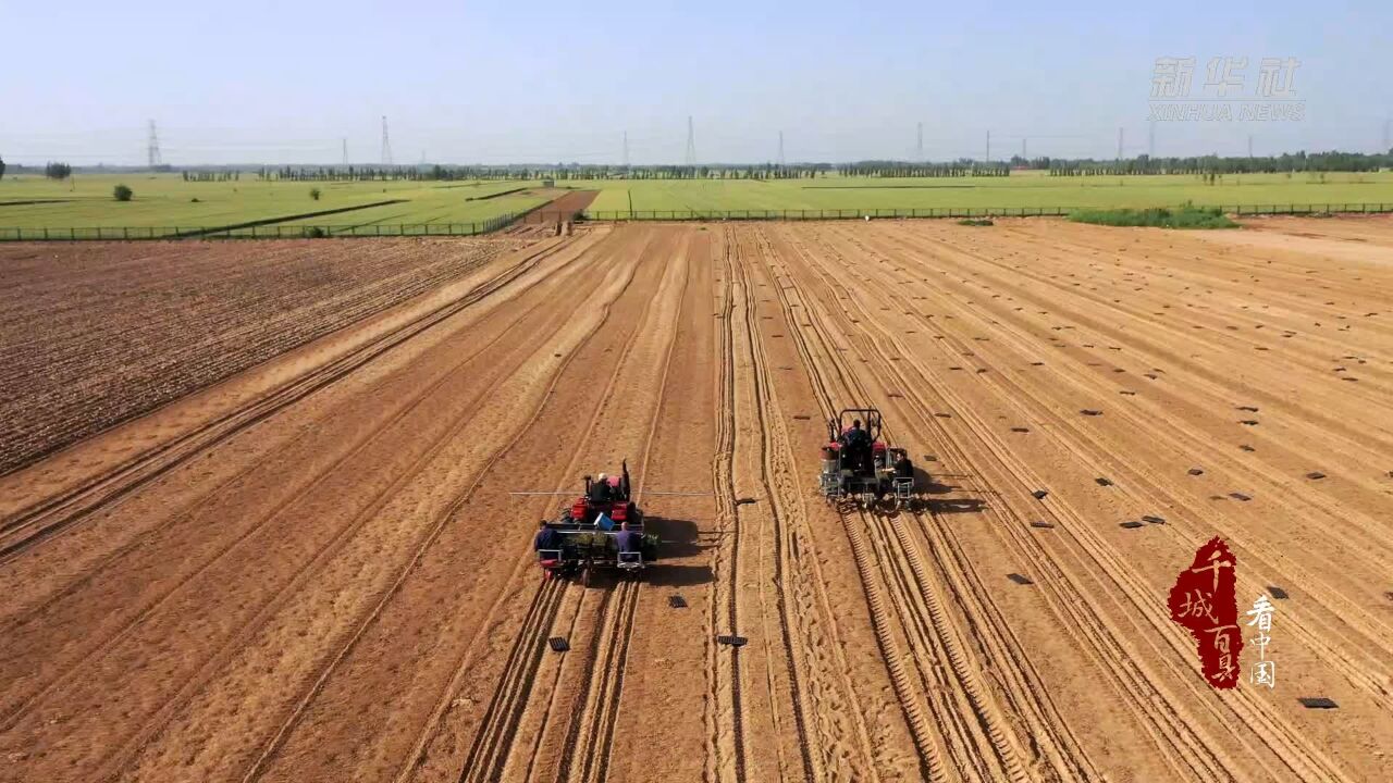 千城百县看中国|河北新河:芦笋种植拓宽产业致富路