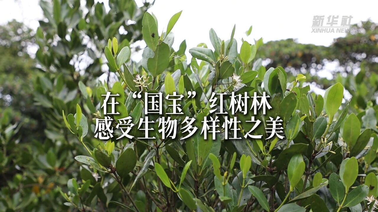 在“国宝”红树林 感受生物多样性之美