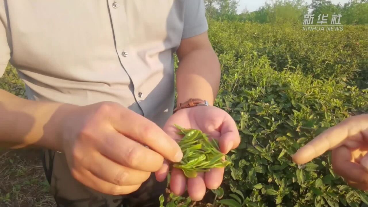 茶旅融合发展 赋能乡村振兴