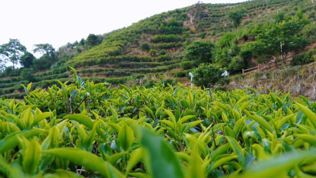 是单丛不是单枞!潮州人专属的“阿勒泰”藏在凤凰山