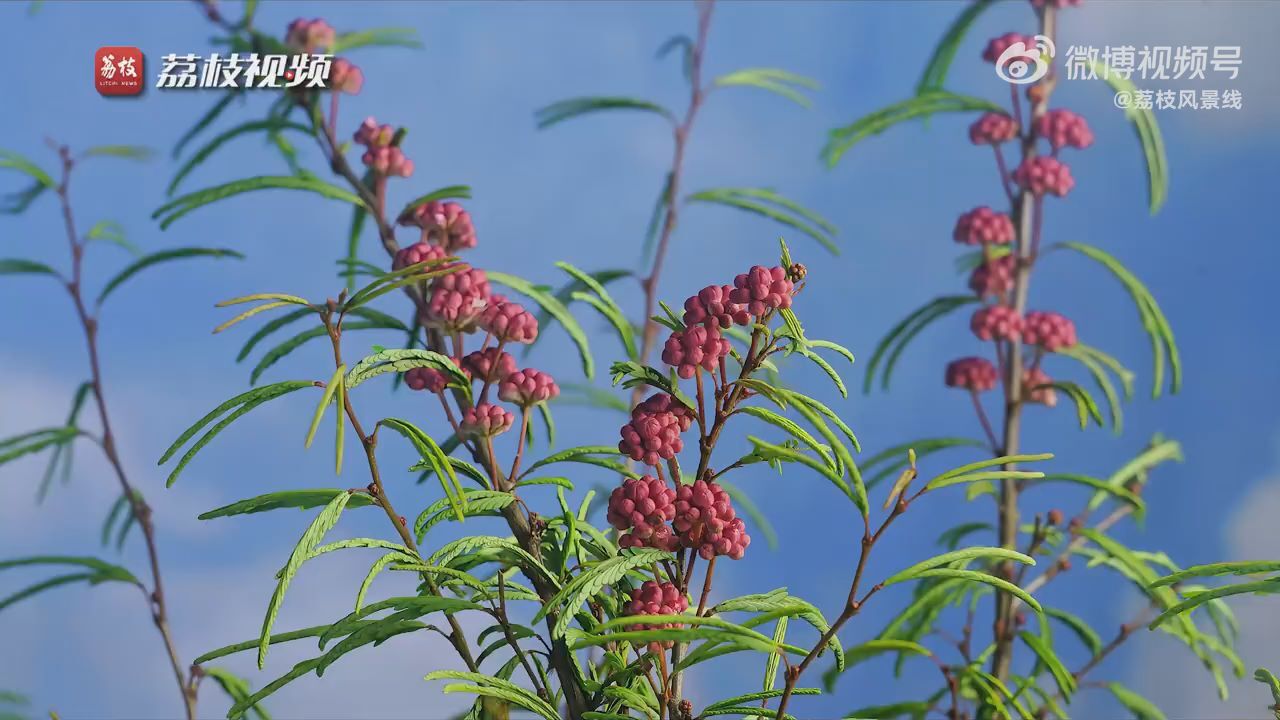 惊艳!延时摄影欣赏合欢花绽放如烟花