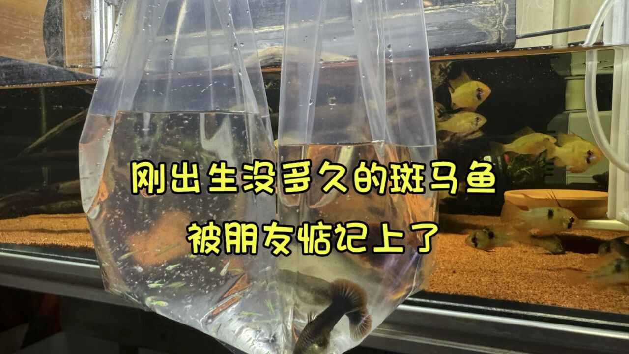 刚出生没多久的斑马鱼,就被朋友惦记上了