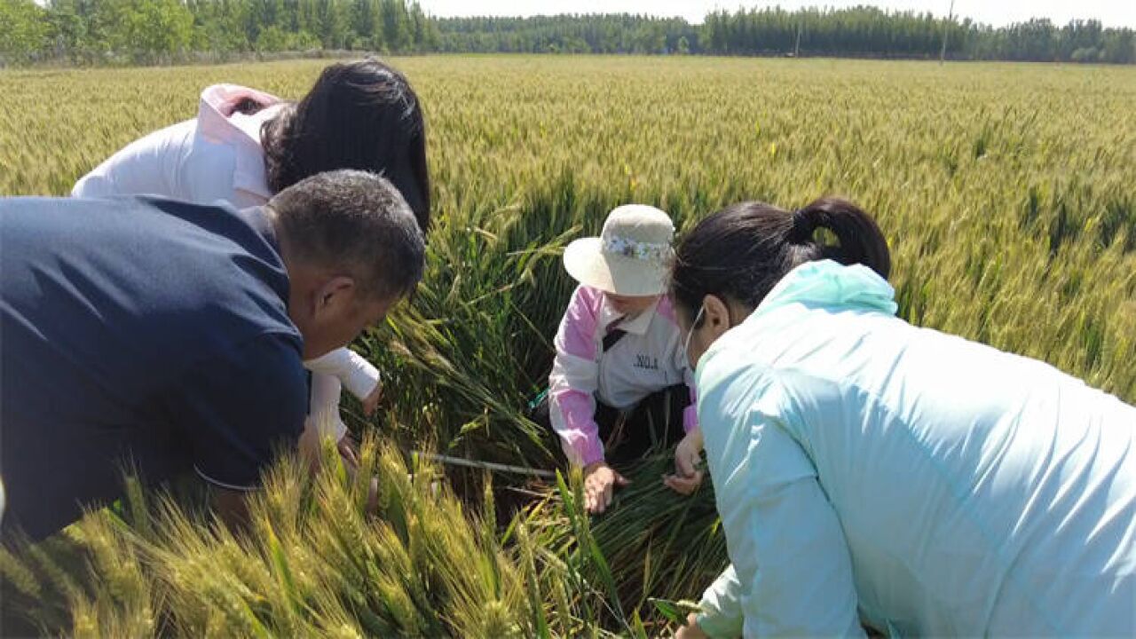 东营市利津县: 全力备战“三夏”生产 小麦预测平均产量420公斤以上