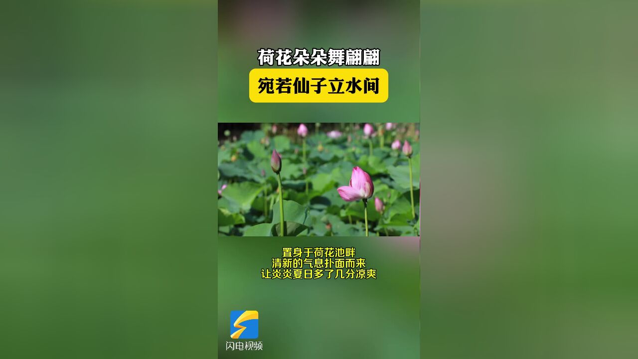 宁阳县:荷花朵朵舞翩翩 宛若仙子立水间