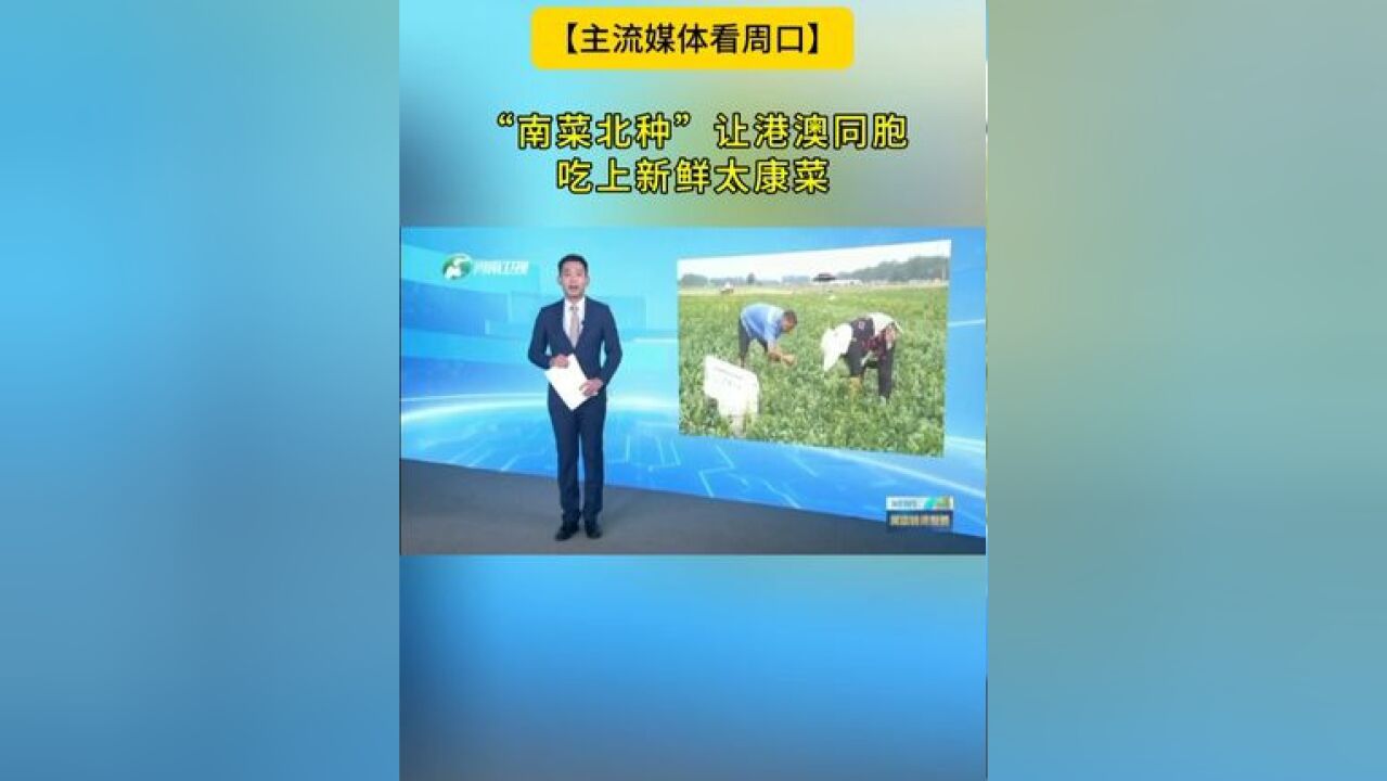 【主流媒体看周口】太康:“南菜北种”让港澳同胞吃上新鲜太康菜