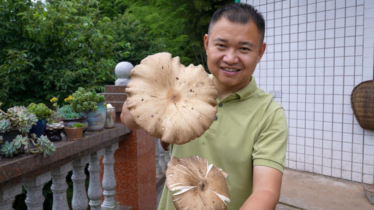 农村四哥意外捡到宝?极品鸡枞菌,3朵大货,用来煨鸡汤,太香了