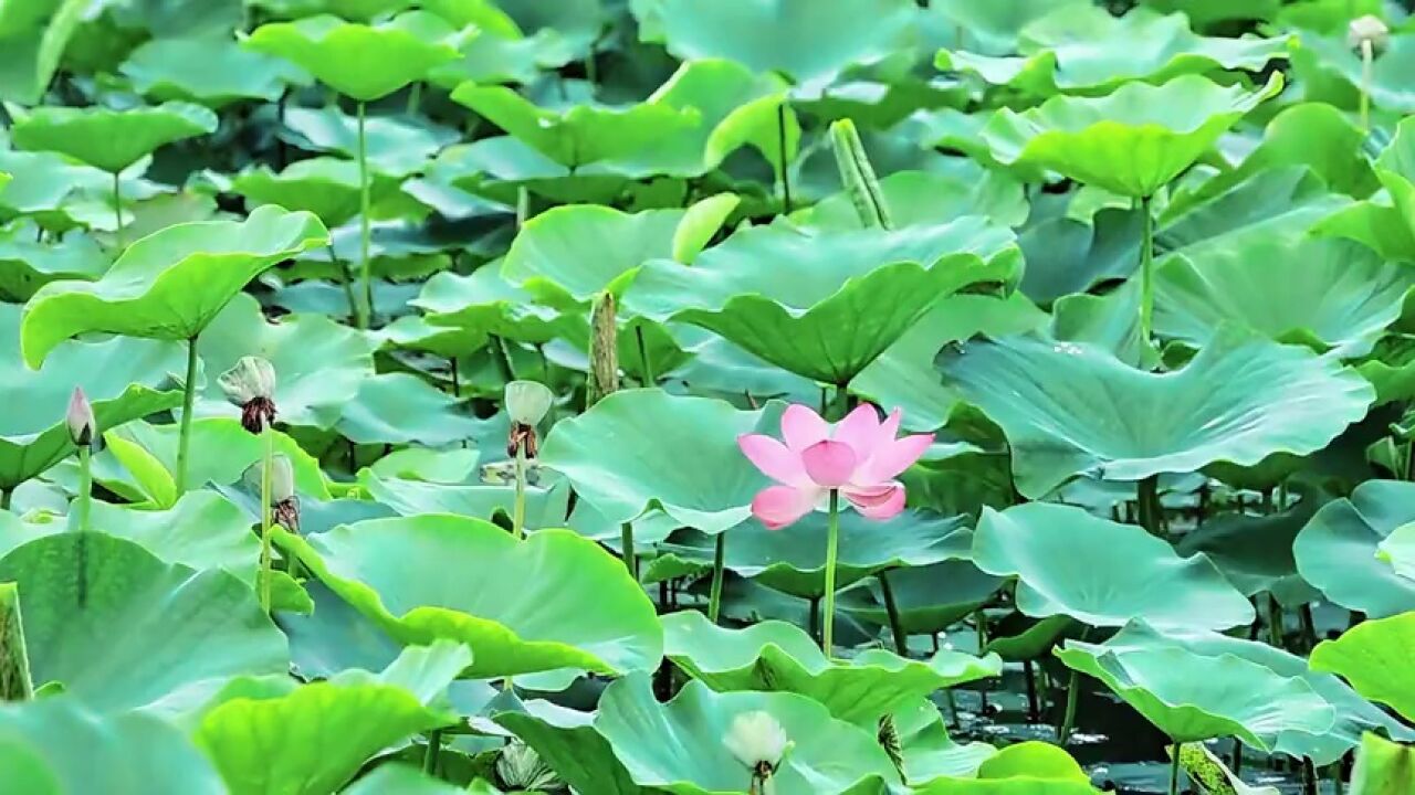 滨州市:雨润荷香 雨落花正开