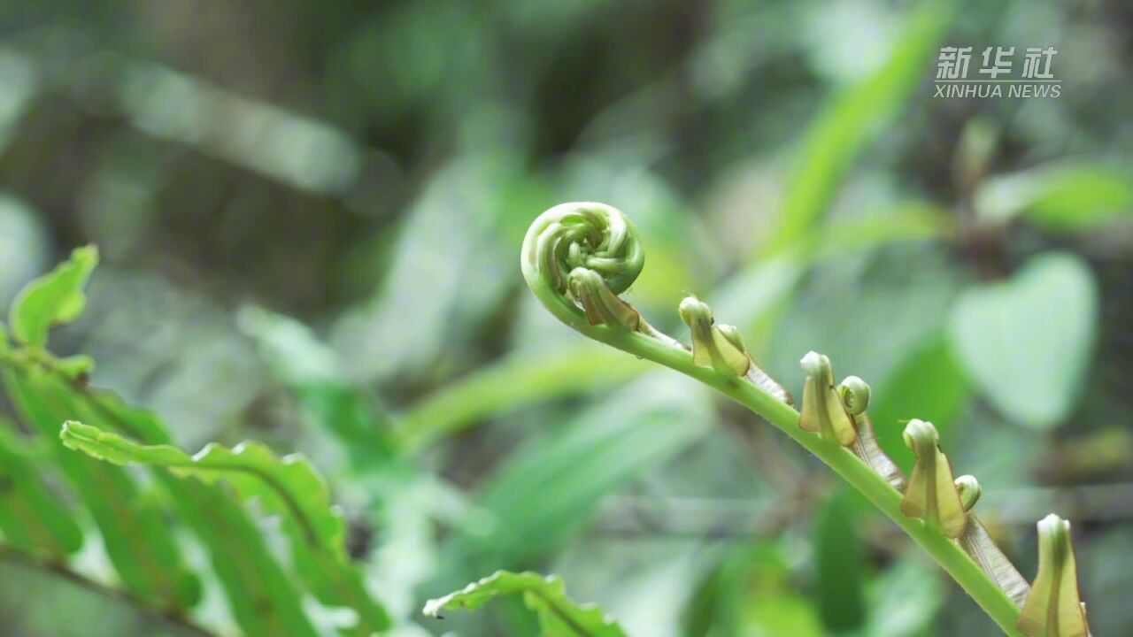 千城胜景|云南镇康:探秘南捧河自然保护区