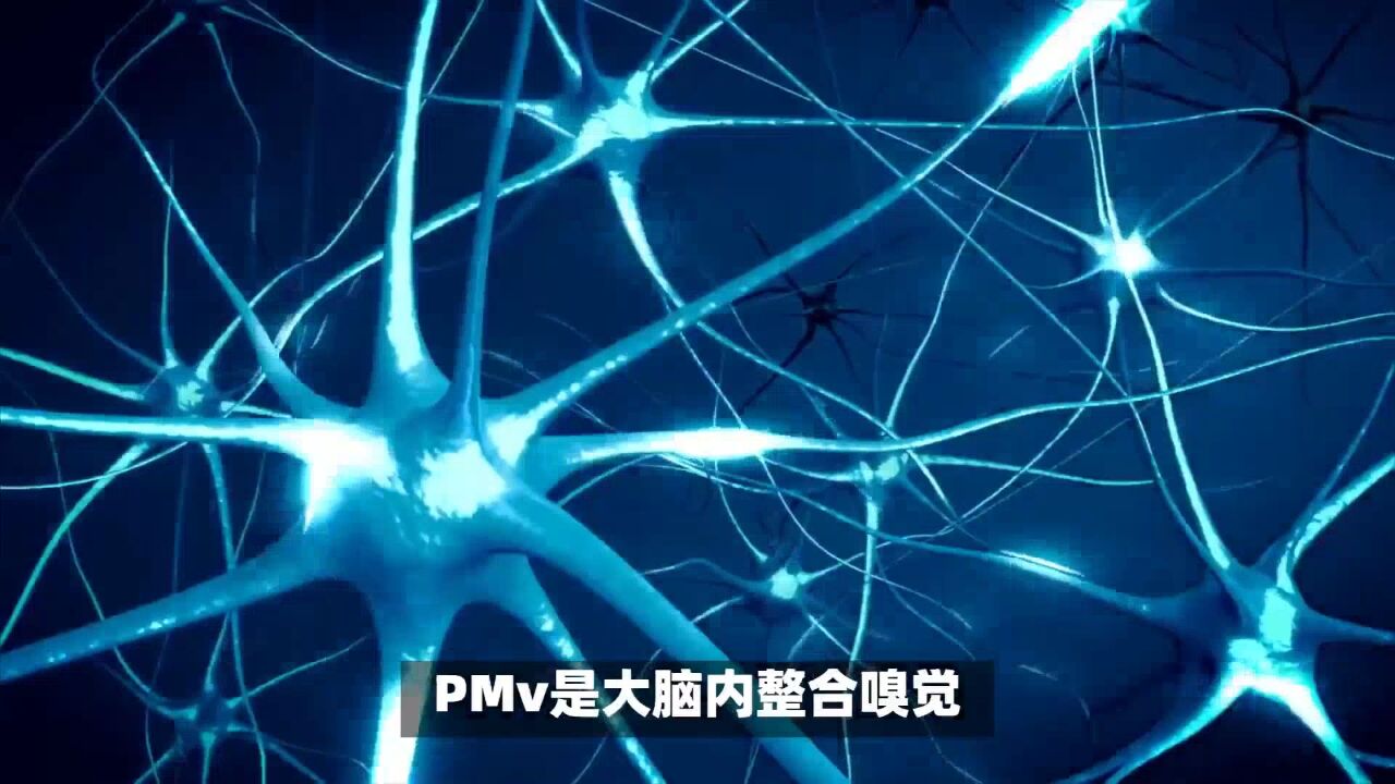 复旦大学研究团队揭秘情绪性失眠的神经机制