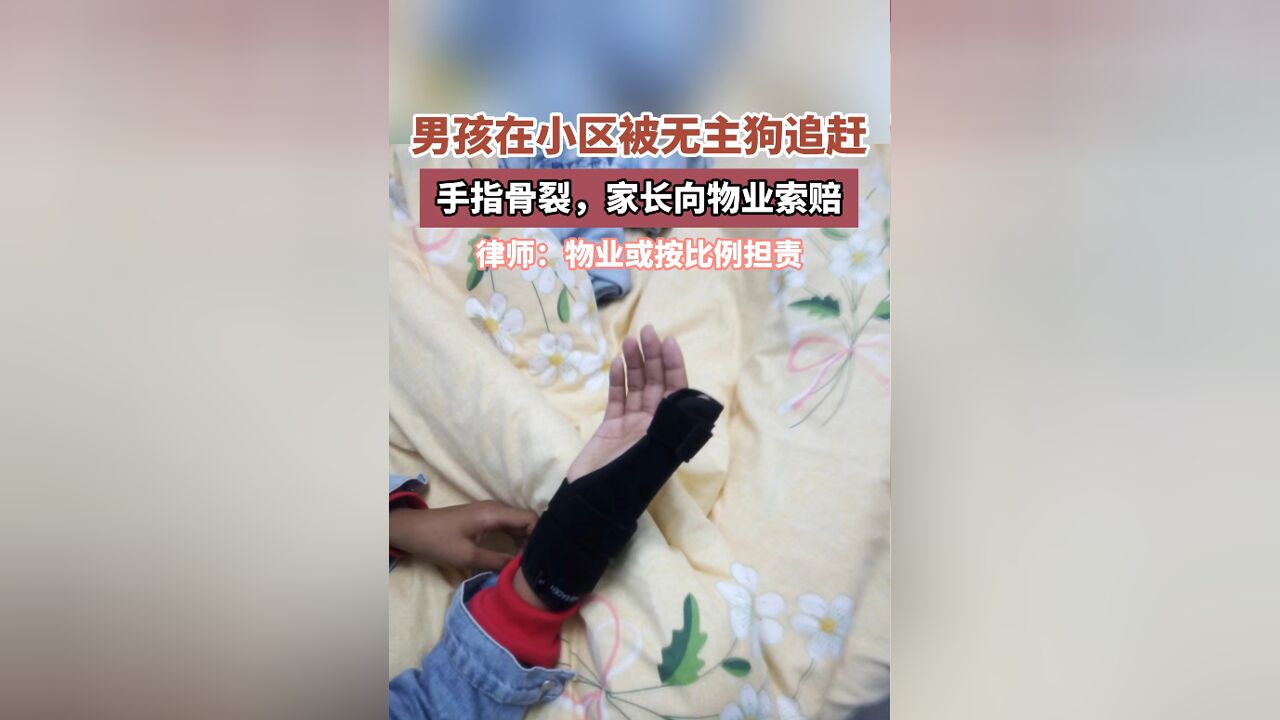 男孩在小区被无主狗追赶导致手指骨裂,家长向物业索赔,律师表示:物业或按比例担责