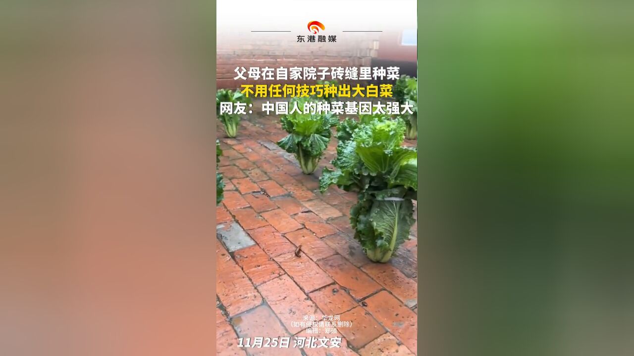 父母在自家院子砖缝里种菜 不用任何技巧种出大白