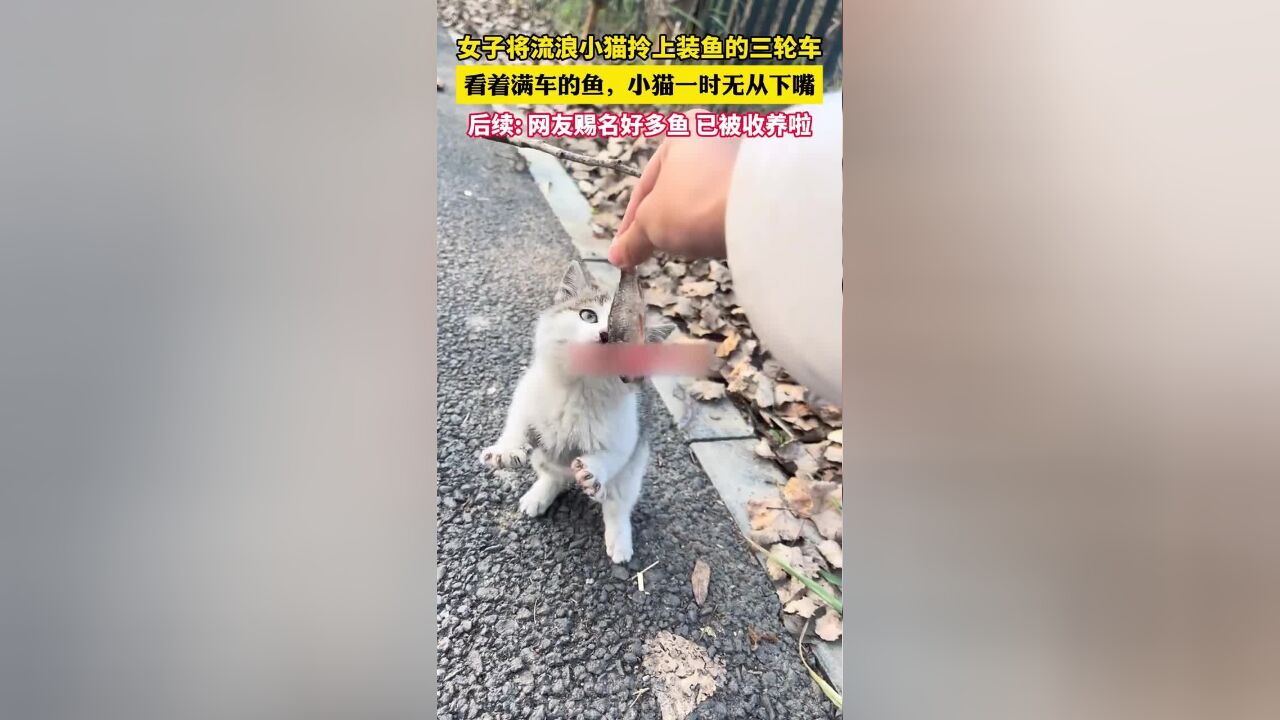 女子将流浪小猫拎上装鱼的三轮车,看着满车的鱼,小猫一时无从下嘴