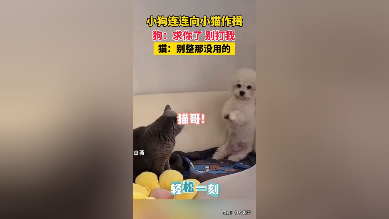 小狗连连向小猫作揖,猫:别整那没用的!