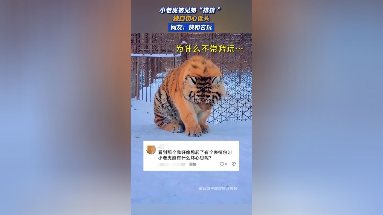 小老虎被兄弟“排挤”,独自伤心低头