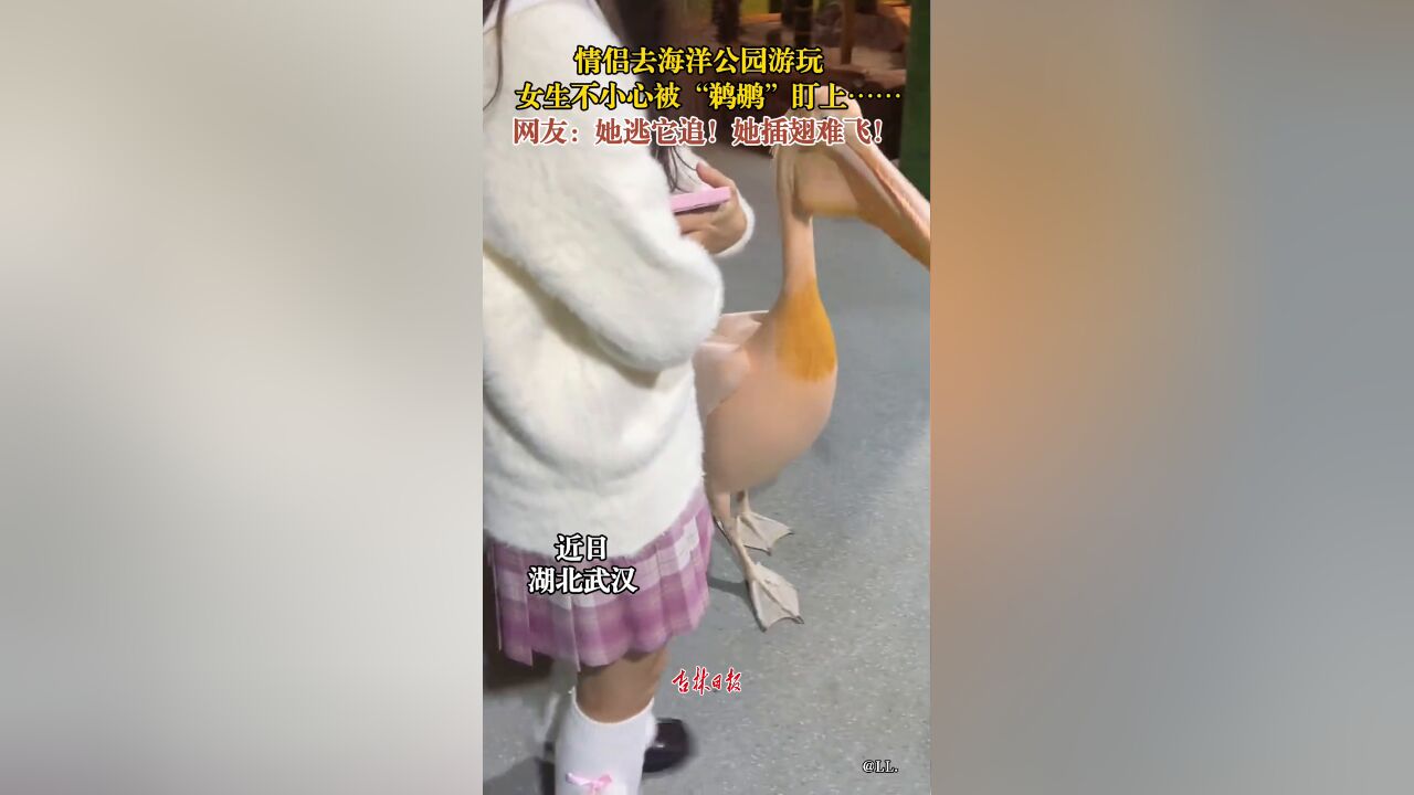 情侣去海洋公园游玩,女生不小心被“鹈鹕”盯上