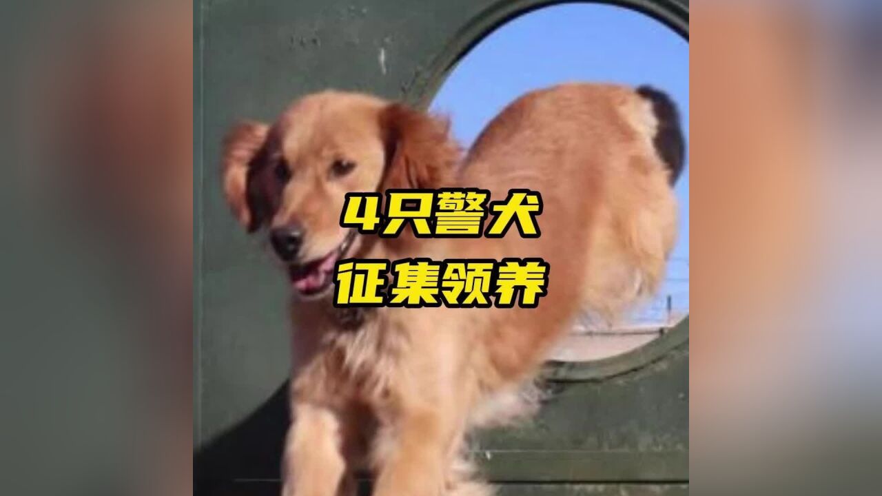 训练有素,霸气外露!4只警犬征集领养,有联系方式