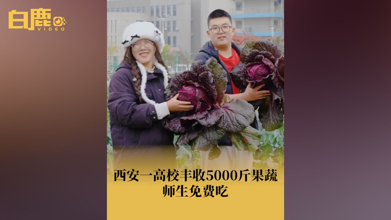 西安一高校丰收5000斤果蔬师生免费吃