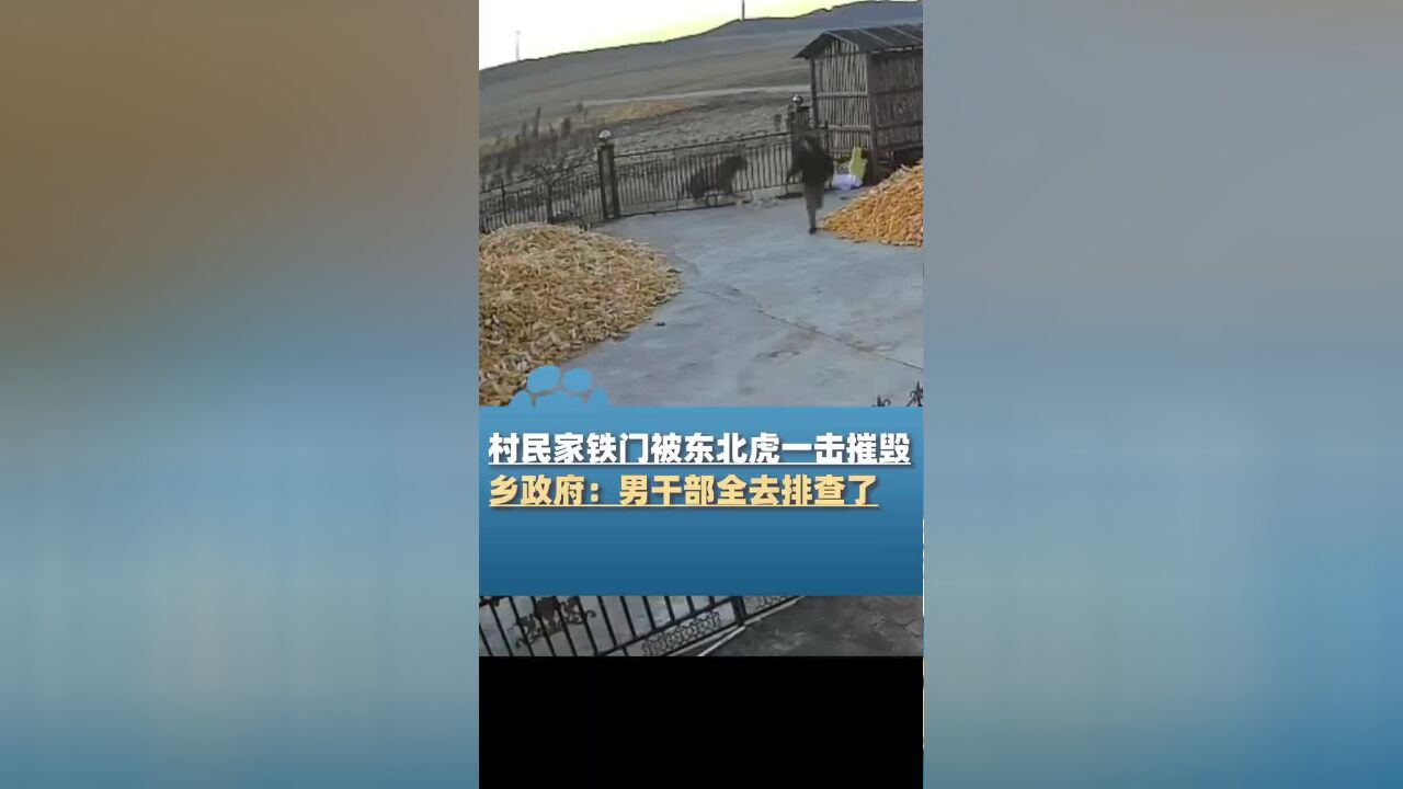 男子听说门外有东北虎跑去看热闹,谁料铁门无法承受老虎一击之力