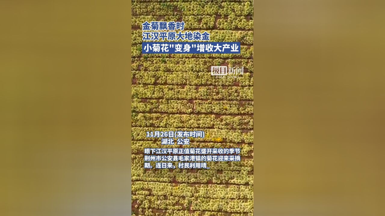 金菊飘香时,江汉平原大地染金,湖北公安县:小菊花“变身”增收大产业