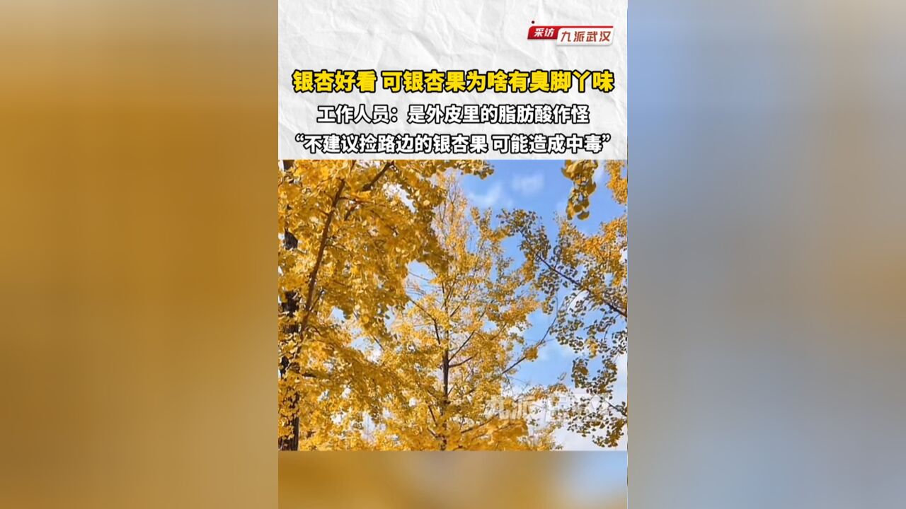 银杏好看,可银杏果为啥有臭脚丫味?工作人员:是外皮里的脂肪酸作怪