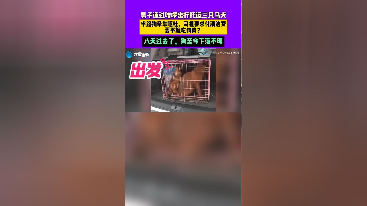 男子通过哈啰出行托运三只马犬,半路狗晕车呕吐,司机要求付清洁费 要不就吃狗肉?八天过去了,狗至今下落不明