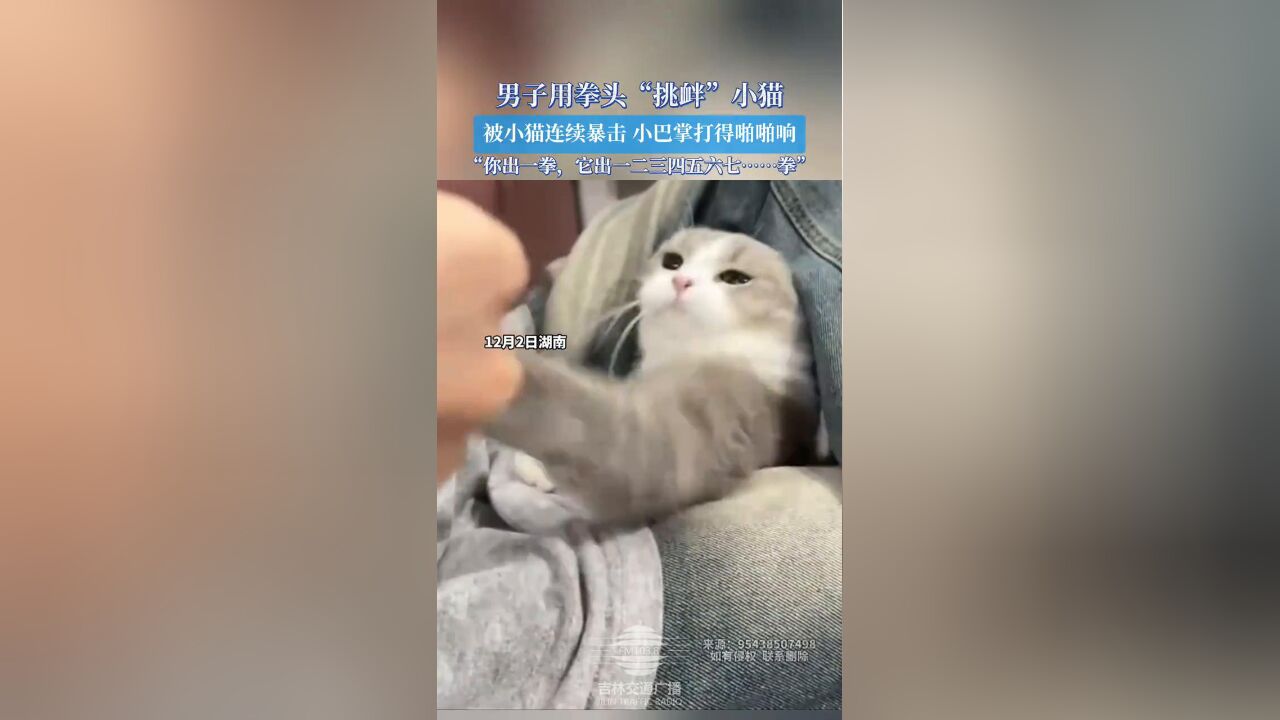 男子用拳头“挑衅”小猫,被小猫连续暴击,小巴掌打得啪啪响