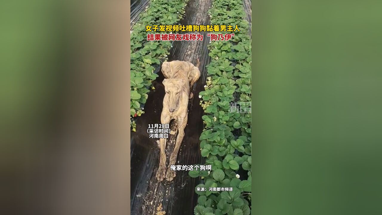 女子发视频吐槽狗狗黏着男主人,结果被网友戏称为“狗乃伊”