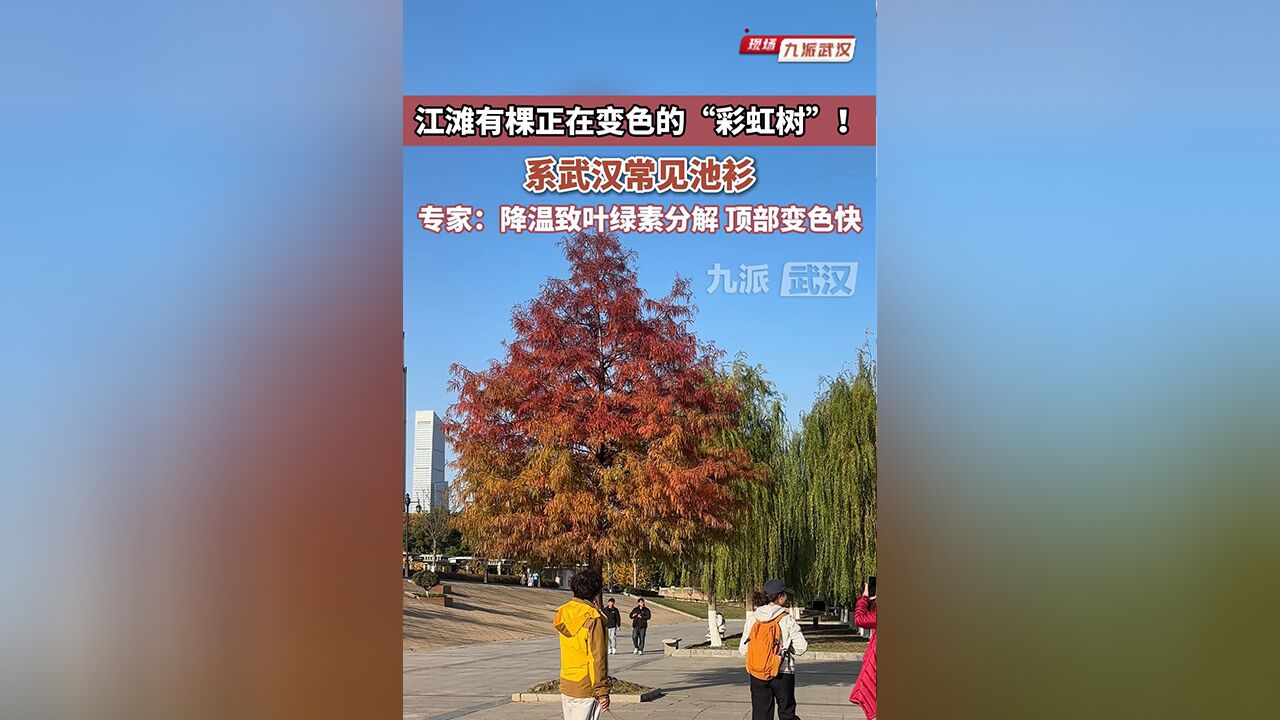 江滩有棵正在变色的“彩虹树”,系武汉常见池杉,专家:降温致叶绿素分解,顶部变色快