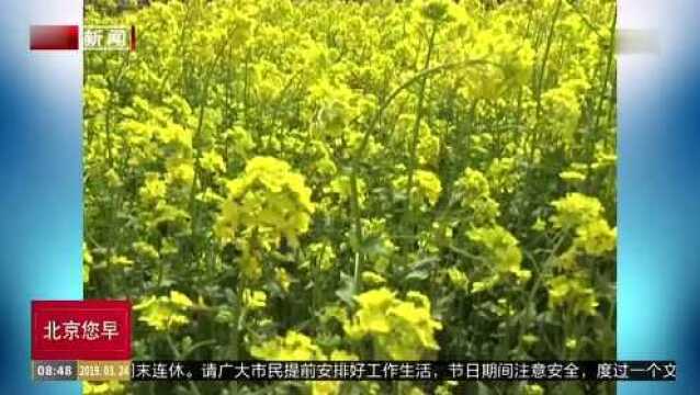 河北赏花地图:带您遇见最美春天