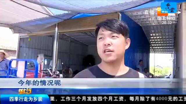 江汉平原:销售季黄桃俏销变滞销 果农由喜变忧