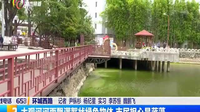 大观河河面飘满絮状绿色物体 市民担心是蓝藻