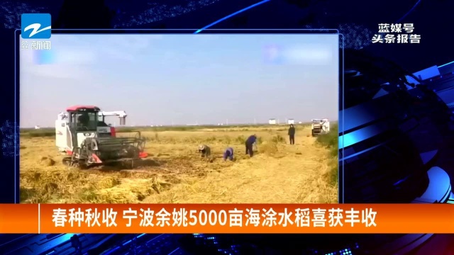 春种秋收 宁波余姚5000亩海涂水稻喜获丰收