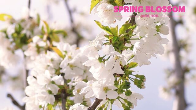 Spring Blossom