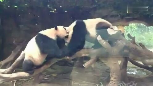 难得一见大熊猫打架 萌翻网友