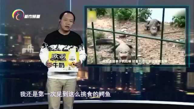 网曝鳄鱼湖景区扬子鳄遭游客猛踹!这鳄鱼咋了,外卖到了还不签收